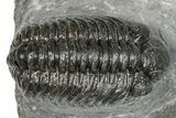 Phacopid (Adrisiops) Trilobite - Jbel Oudriss, Morocco #245290-1